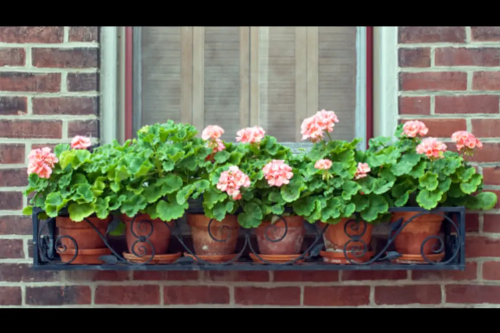 Photo of a welded black metal flowerbox attached to a window on a brick building